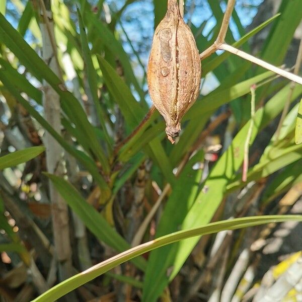 Ansellia africana Fruit