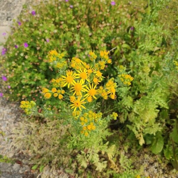 Jacobaea vulgaris Flor