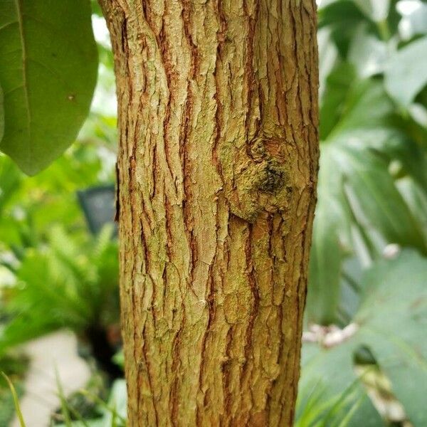 Acca sellowiana Bark