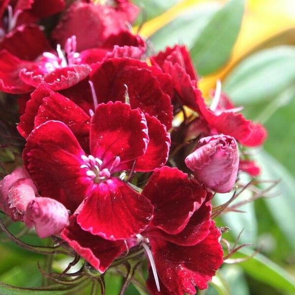 Dianthus barbatus फूल