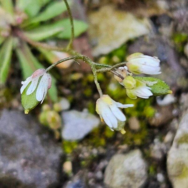 Draba verna Fiore