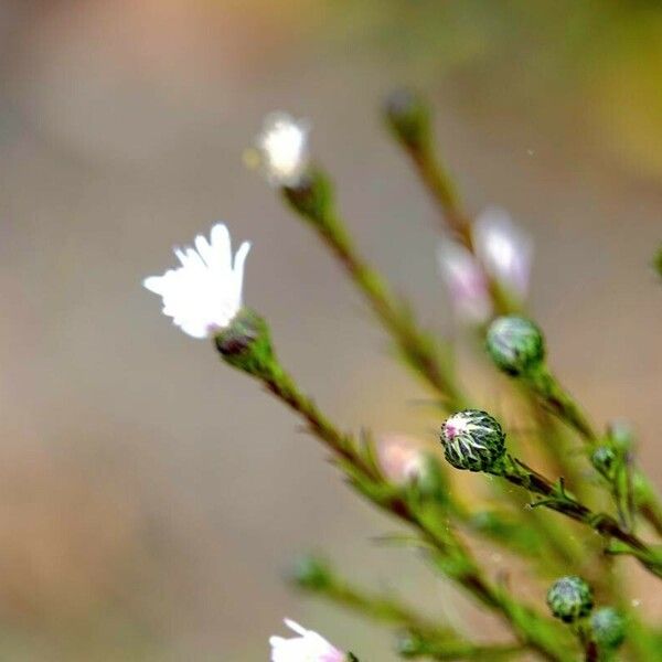 Symphyotrichum subulatum Хабит