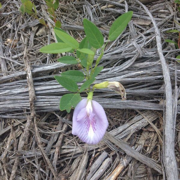 Clitoria mariana Habit