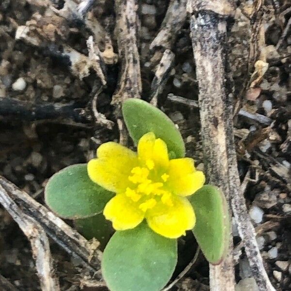 Portulaca oleracea 花