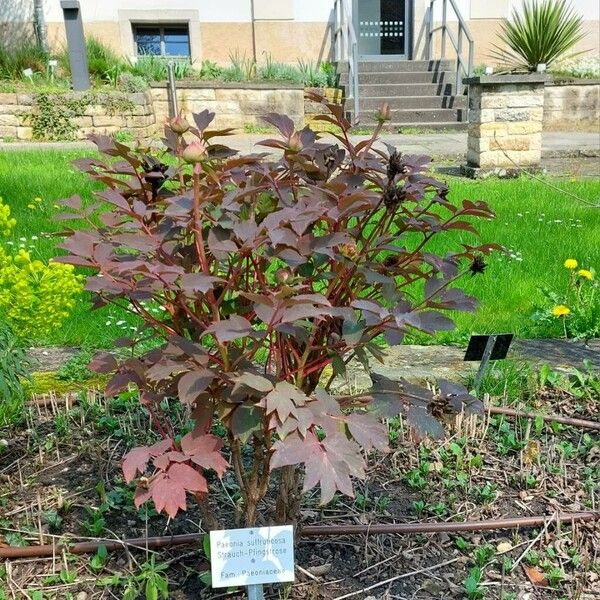 Paeonia × suffruticosa Hábitos