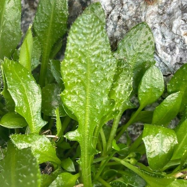 Arabidopsis neglecta Leaf