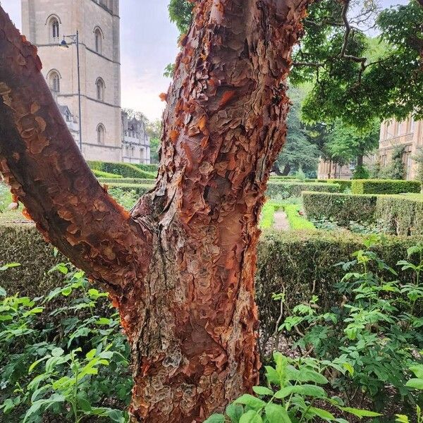 Acer griseum Bark