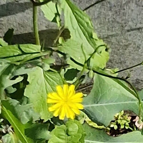 Lapsana communis Blüte