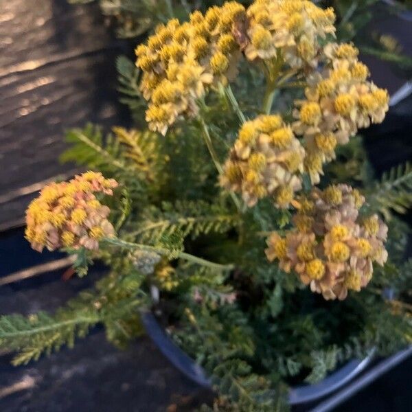 Achillea tomentosa Flower