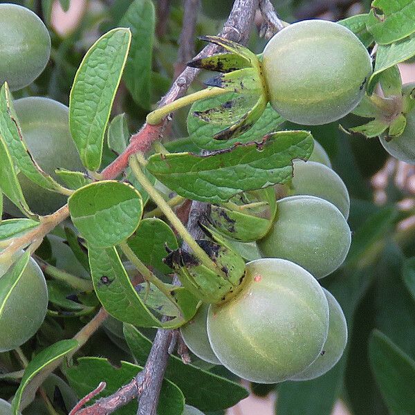 Diospyros Lycioides Fruit