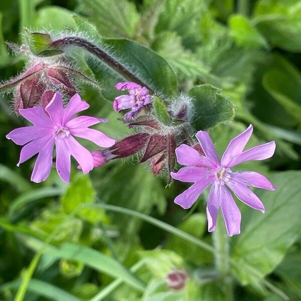 Silene dioica Blomst