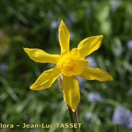 Narcissus × odorus Flower