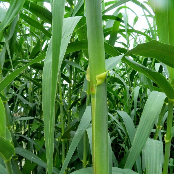 Arundo donax Foglia