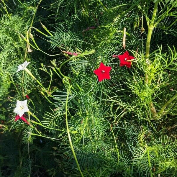 Ipomoea quamoclit Floare