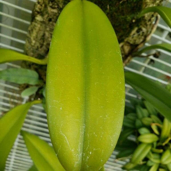 Bulbophyllum cheiri पत्ता