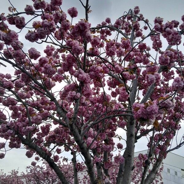 Prunus serrulata Celota