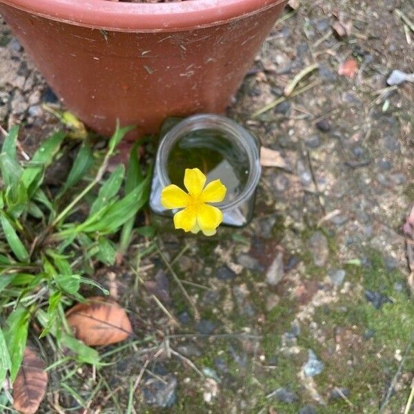 Ranunculus flammula Flower