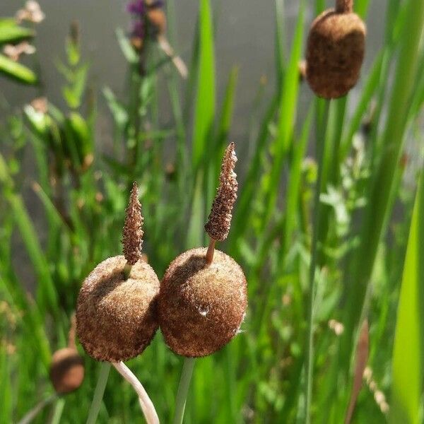 Typha minima Flor