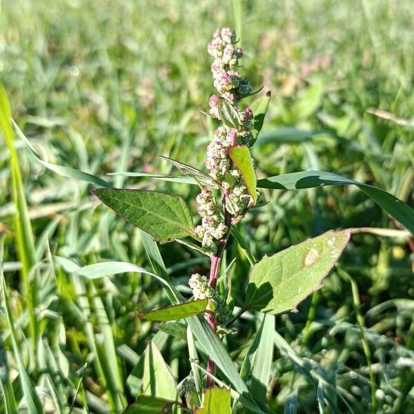 Atriplex prostrata Lorea