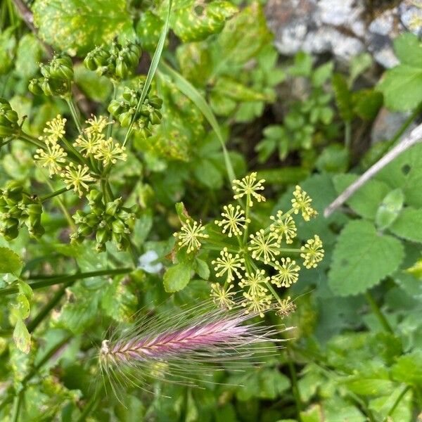 Smyrnium olusatrum 花