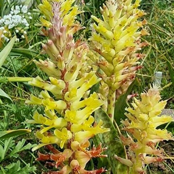 Lachenalia orchioides Flower