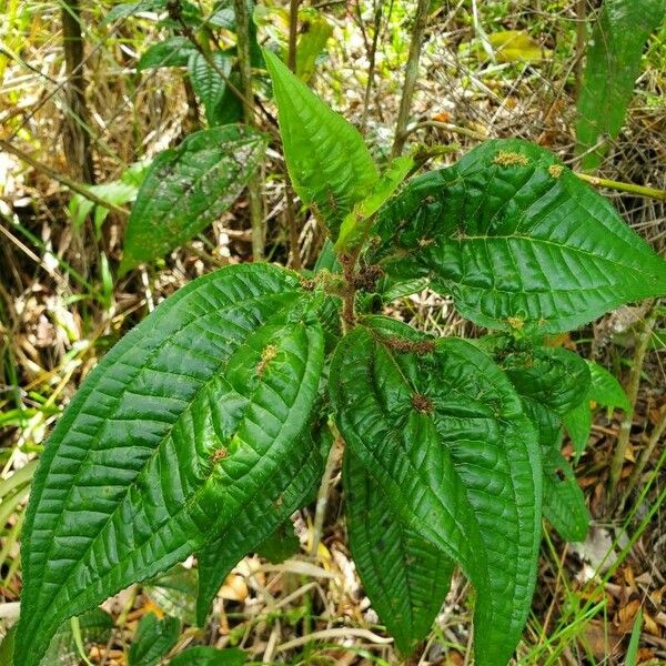 Miconia ibaguensis List