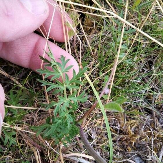 Pimpinella saxifraga Leht