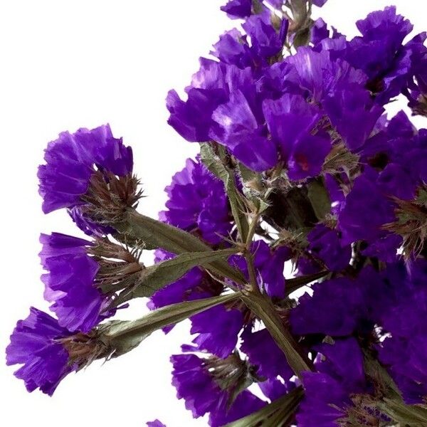 Limonium sinuatum Кветка