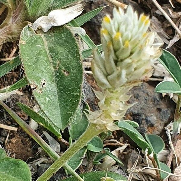 Gomphrena celosioides Φύλλο