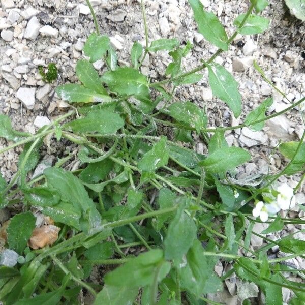 Arabis alpina Leaf