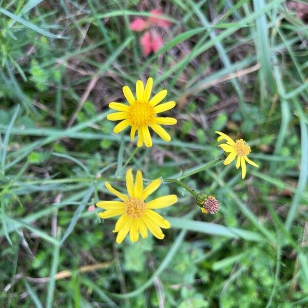 Senecio inaequidens Flor