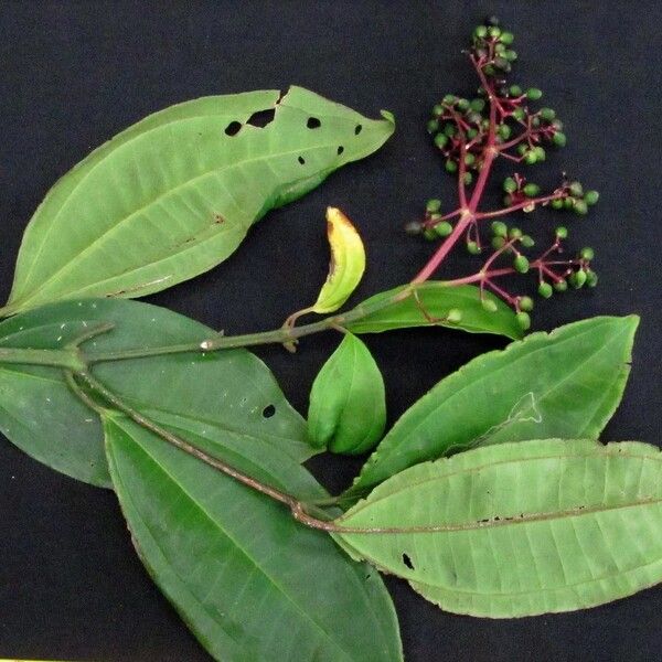 Miconia hondurensis
