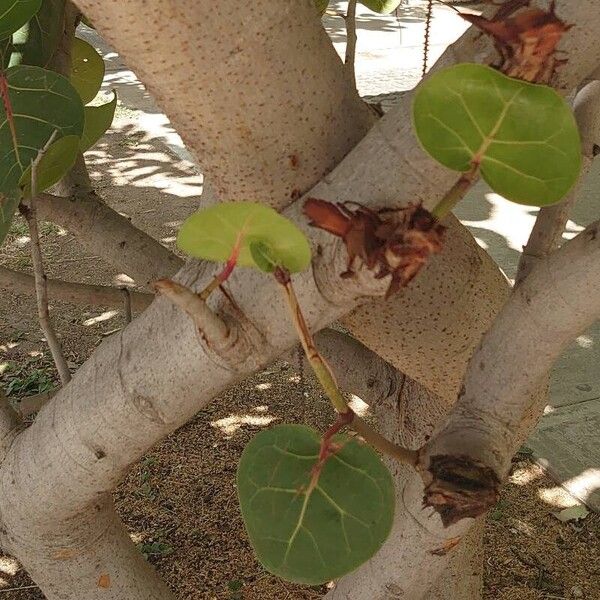 Coccoloba uvifera Casca