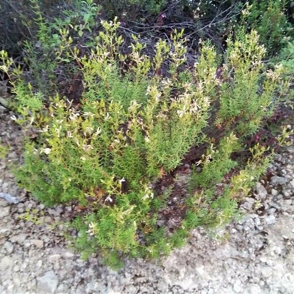 Hypericum empetrifolium Habit