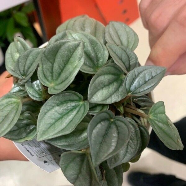 Peperomia albovittata Лист