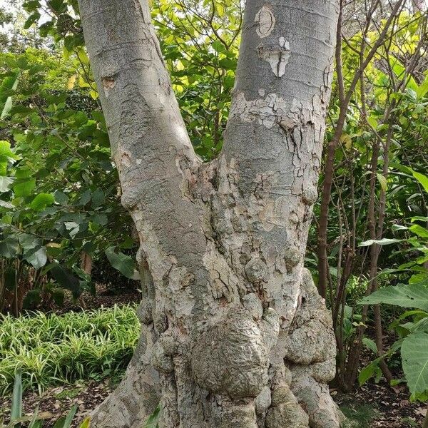 Ficus sycomorus Koor