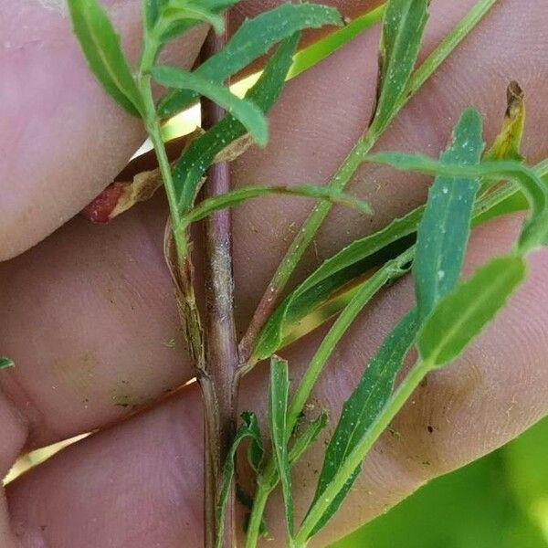 Epilobium tetragonum Кора