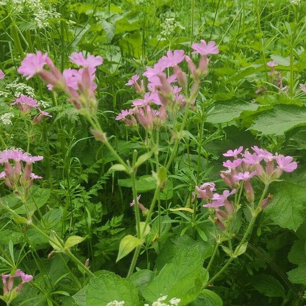 Silene pendula Flower