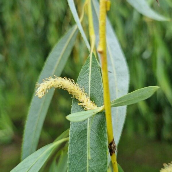 Salix babylonica Cvet