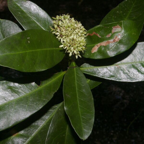 Ixora finlaysoniana Λουλούδι