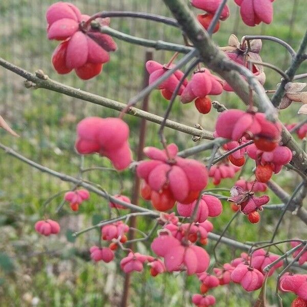 Euonymus europaeus Frutto