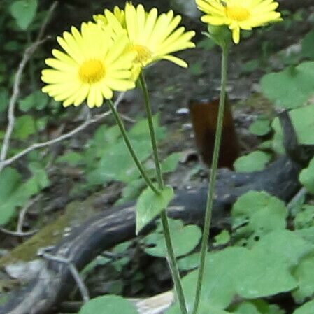 Doronicum pardalianches फूल