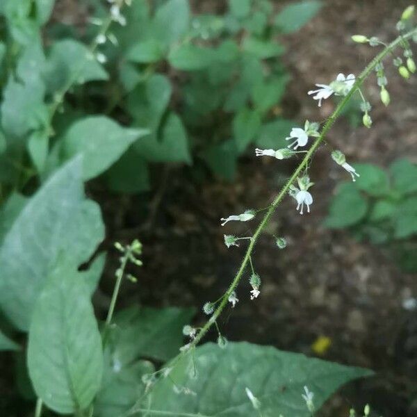 Circaea lutetiana 花