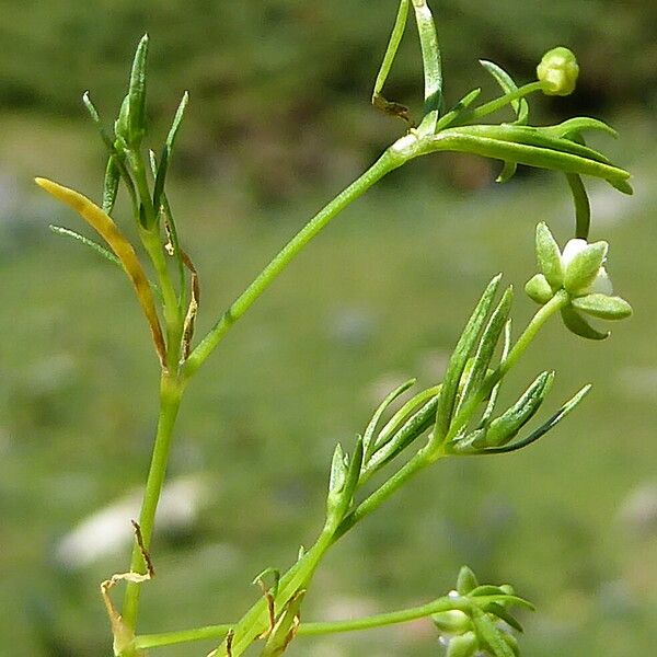 Sagina saginoides Liść