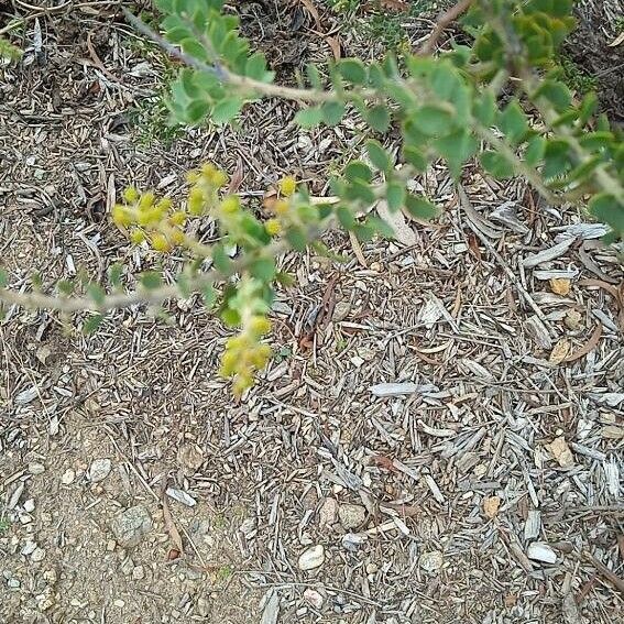 Acacia cultriformis Blomma