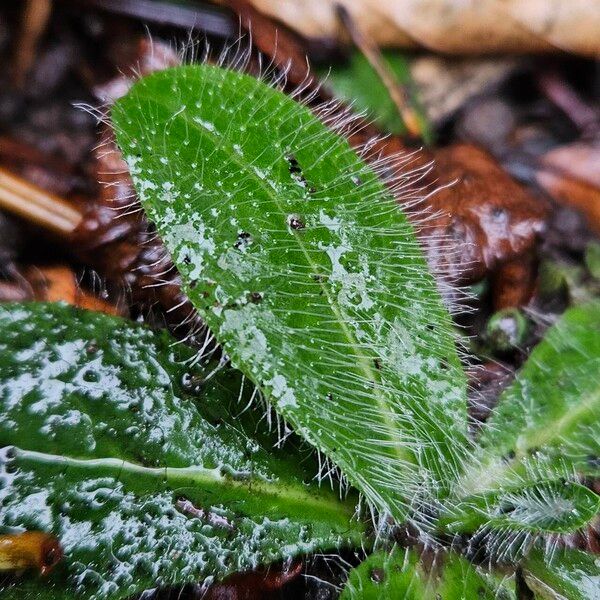 Pilosella aurantiaca Fulla