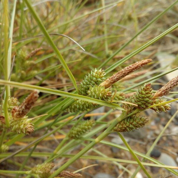 Carex extensa Flower