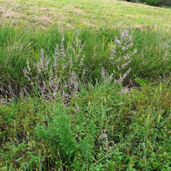 Nepeta nuda Habitus