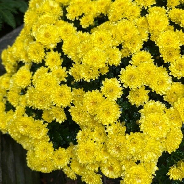 Chrysanthemum indicum Kukka