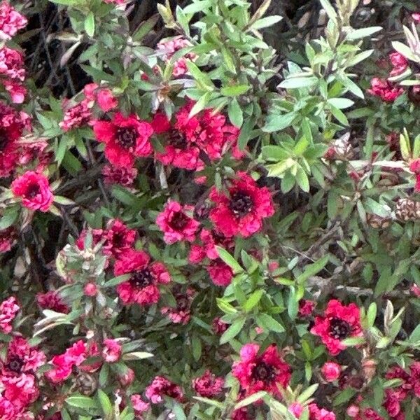 Leptospermum scoparium 花